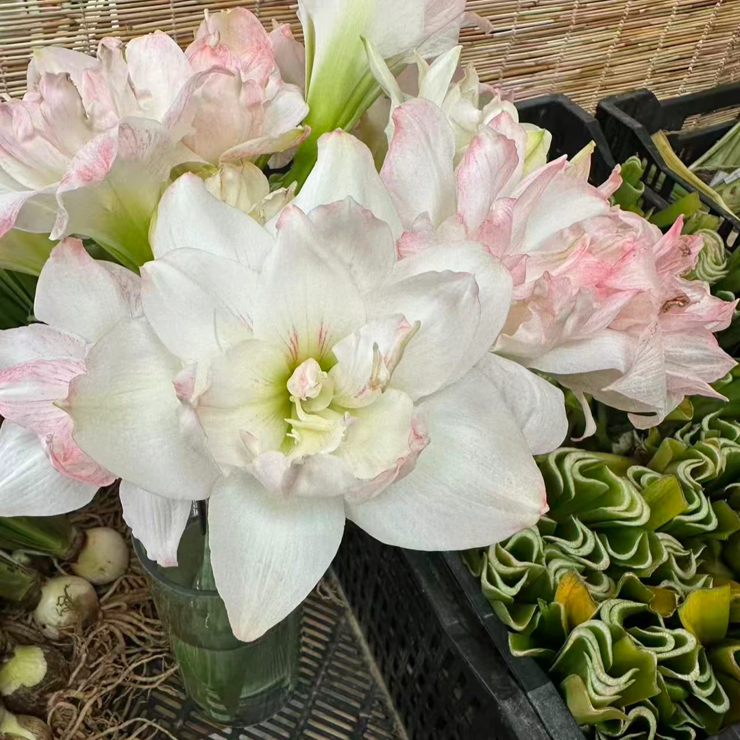 浪漫嫁衣-朱顶红-阳台盆栽球根种球四季花卉朱顶红种球