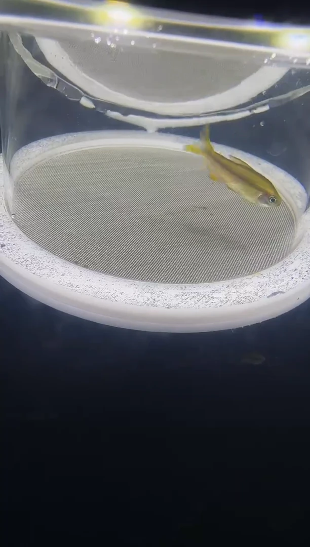 灯科鱼面****师16-22 K25超黄2.5cm+（不包黑点）1条