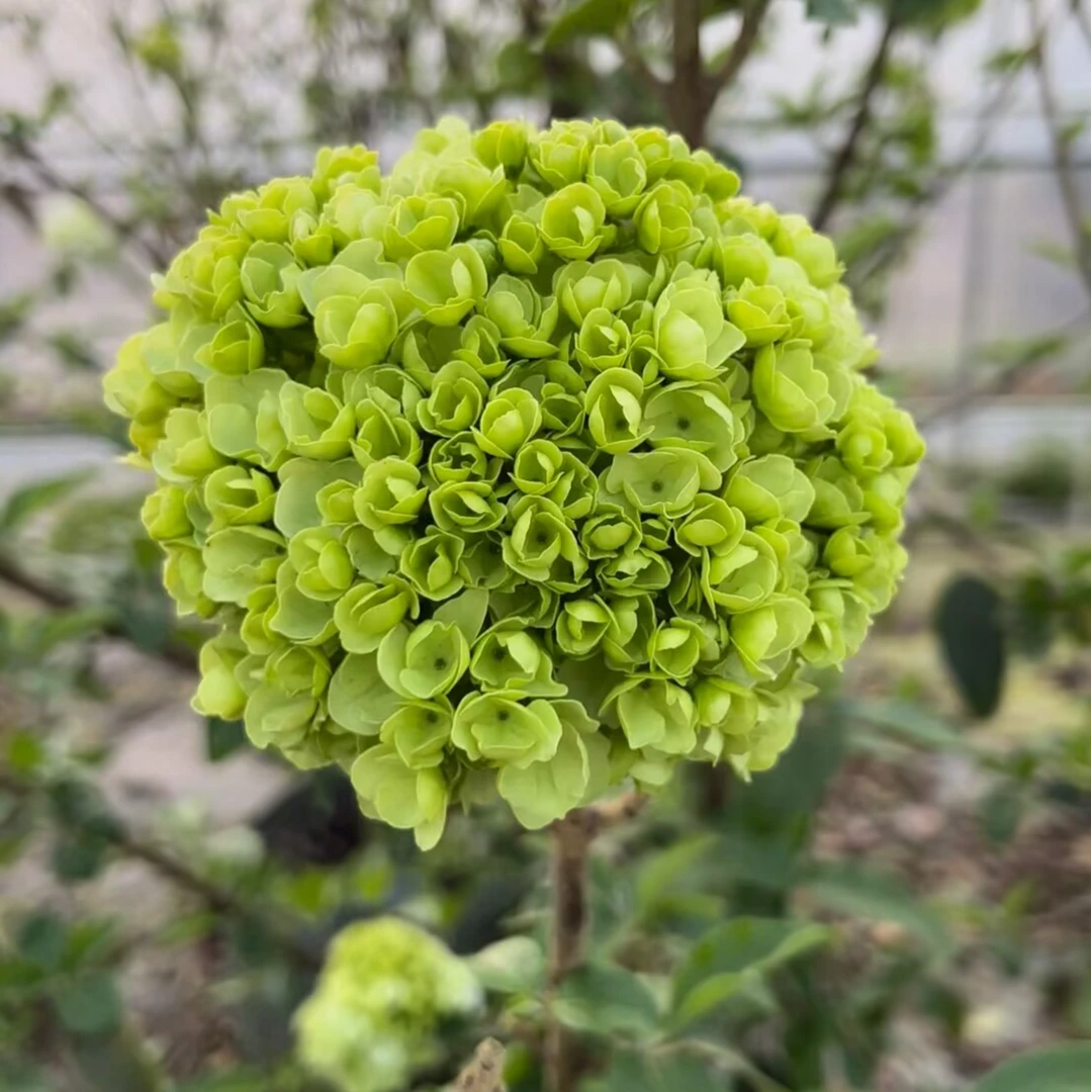 中华木绣球大花斗球庭院养护