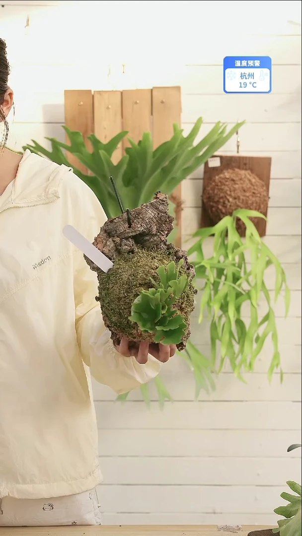 完全开放A030侏儒银叶亚猴