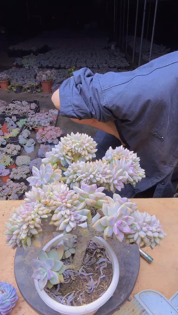 G****茹1637两个淡雪一物一拍