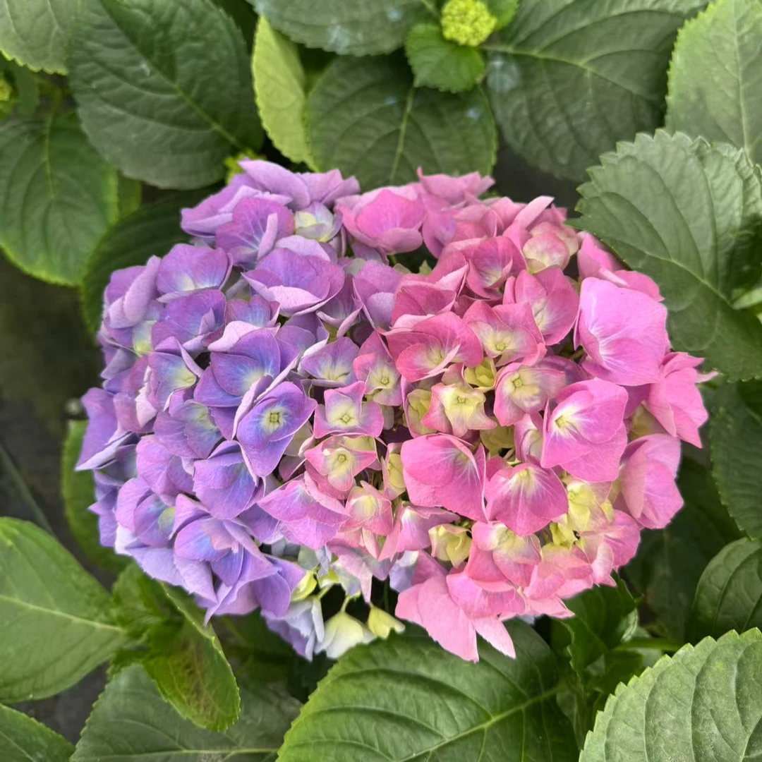 小海蓝  彩色 后期会变色 带花苞发货  4个头 1加仑