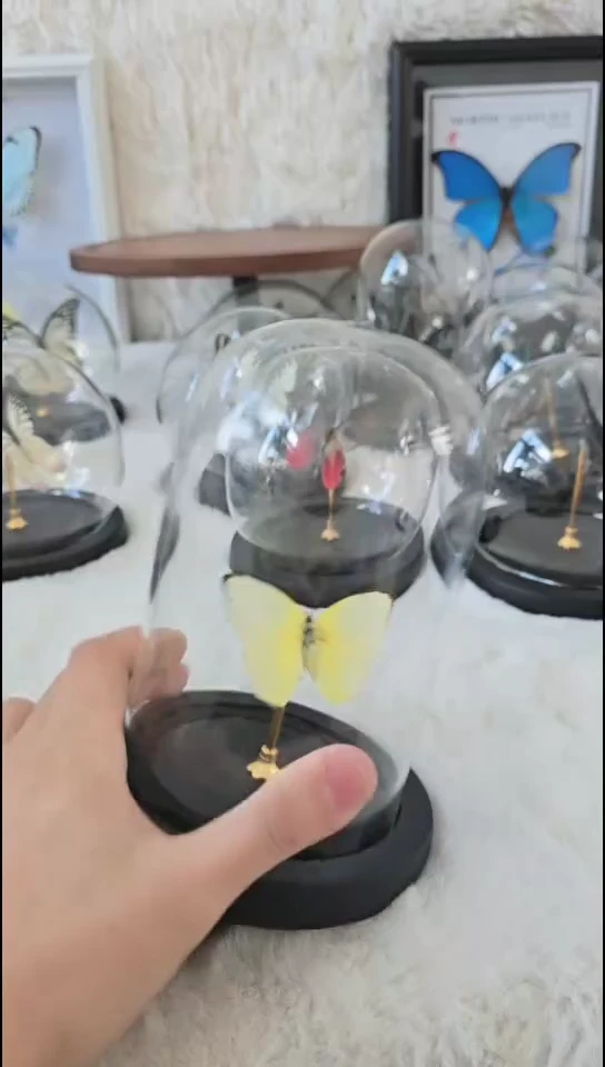 迁坟水晶柱蝴蝶标本