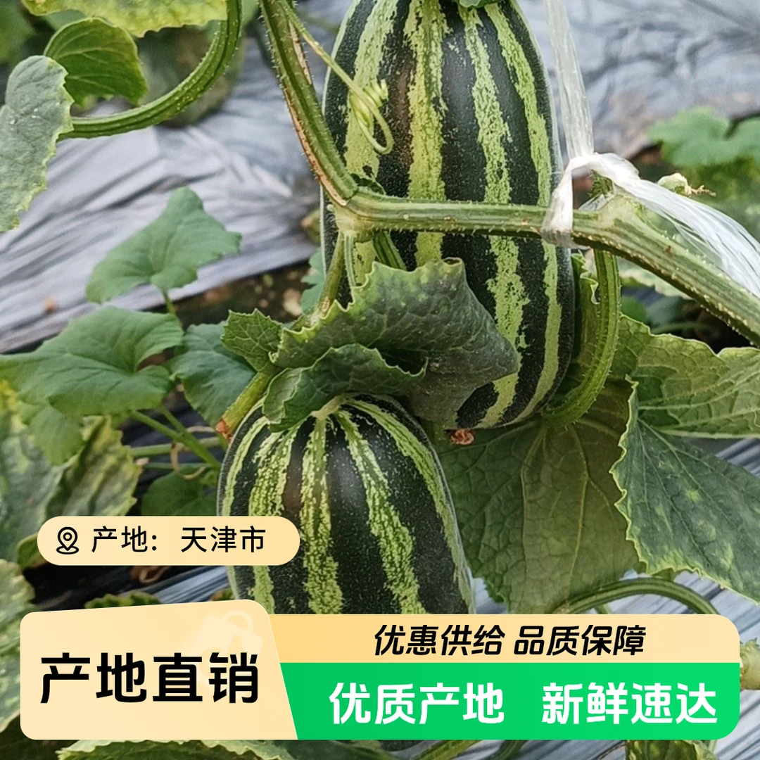 【众旺农场1】博洋9号甜瓜新鲜采摘1/3/5斤顺丰包邮送货上门天津市