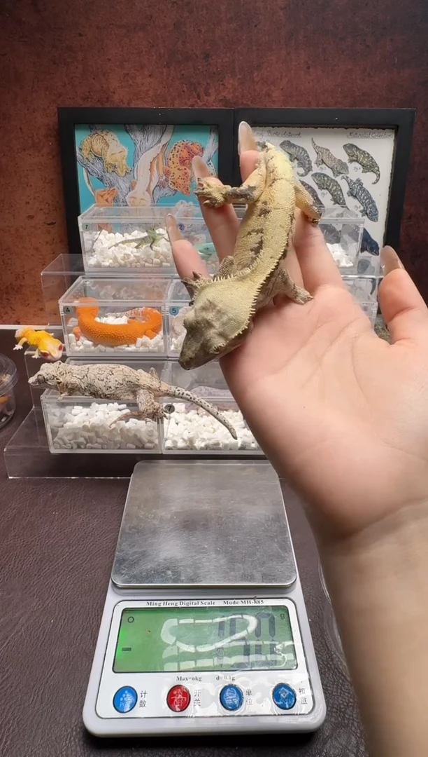 睫角守宫鳞与尾 Scale Tail 爬宠J98