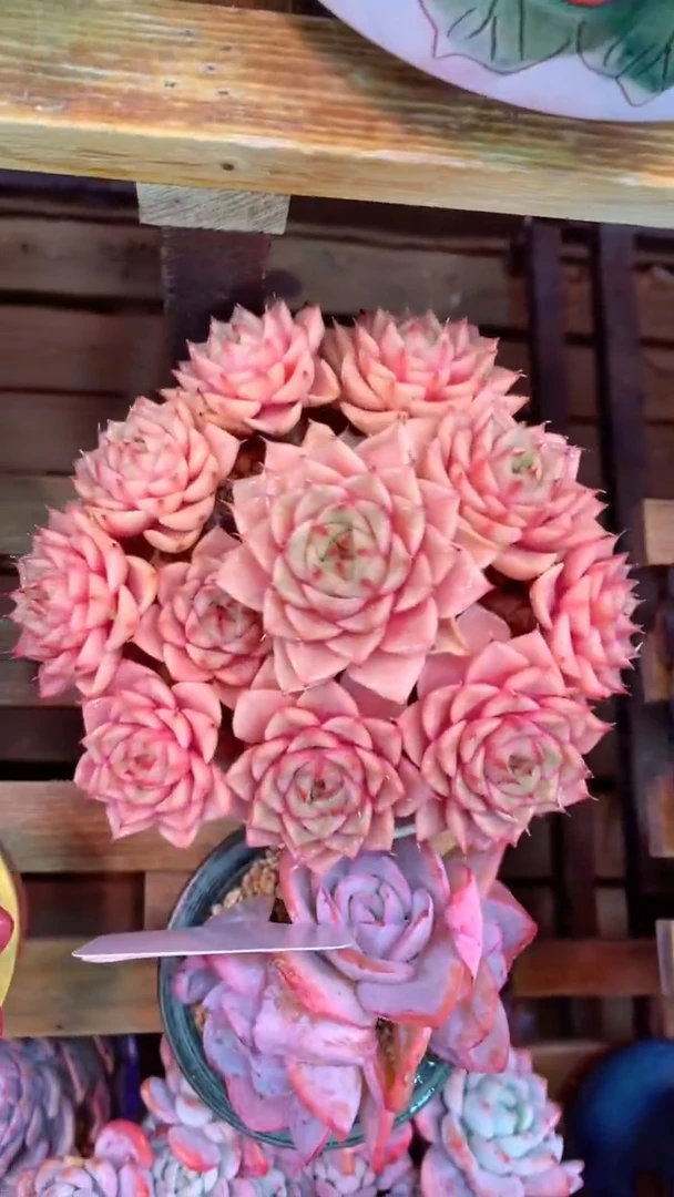 331H（一物一拍，精品多肉.二十八包邮非偏远）