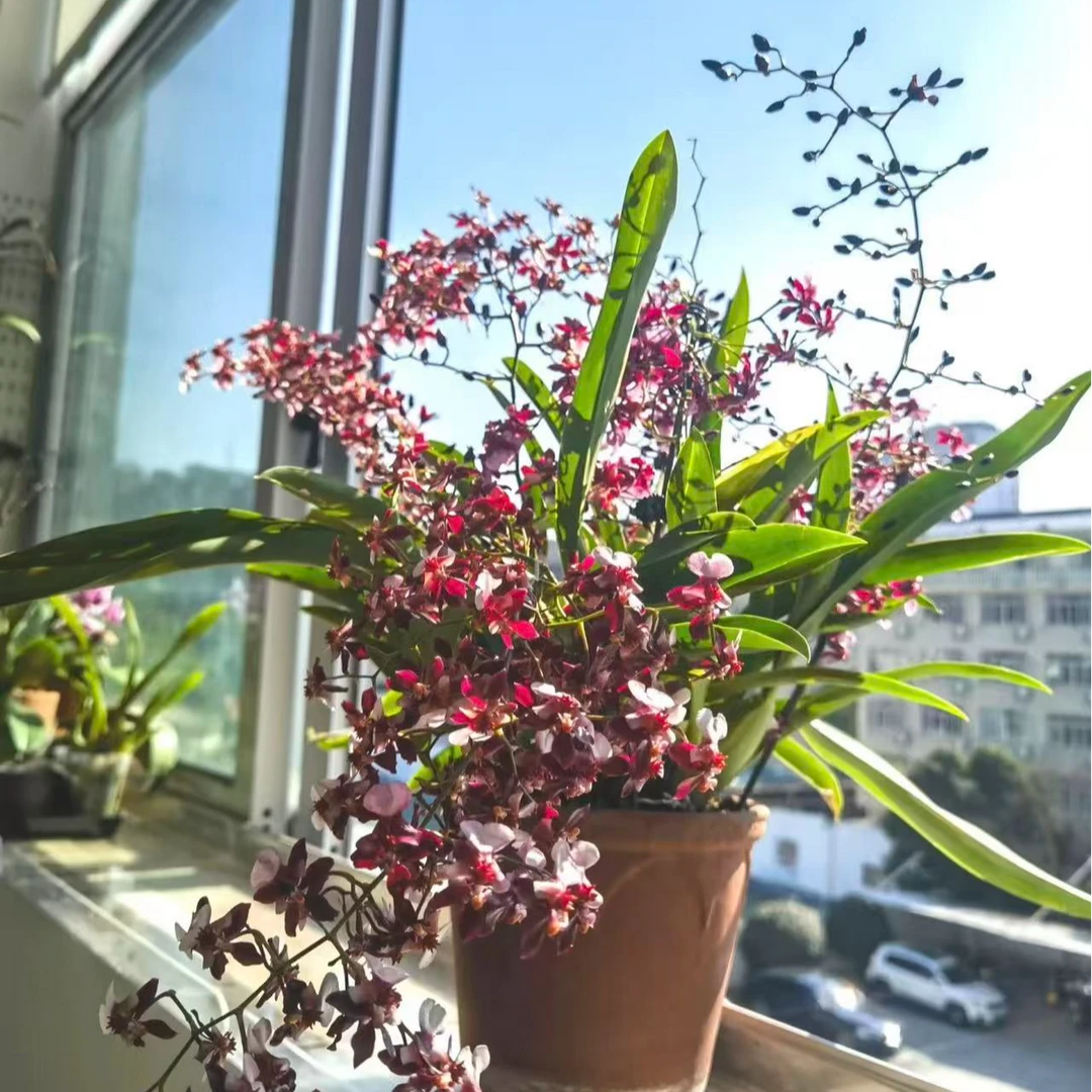 泰国香水文心兰 4花剑起 室内好养花期超长适合阳台的花卉绿植
