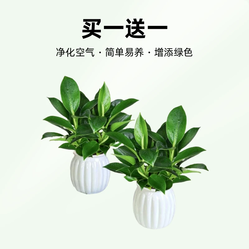 买一送一金钻绿公主盆栽室内桌面四季常青好养护绿植客厅绿植盆栽