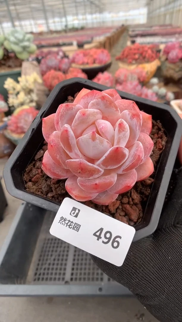 496雪天使一物一拍