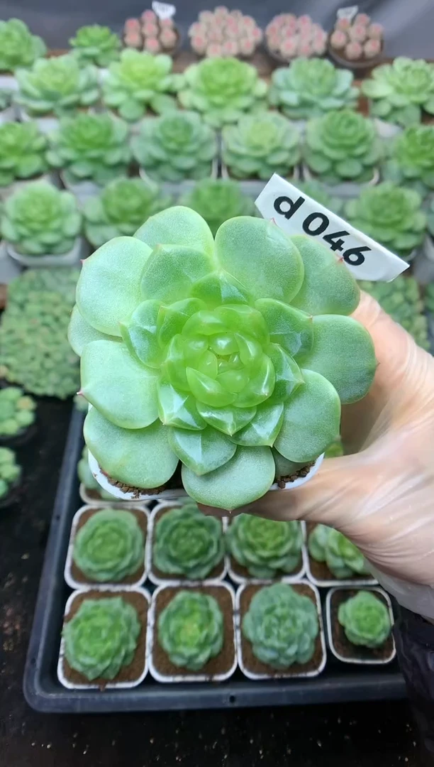 d046 遥遥珍妮捧花群 脱土发 179.9 送珍妮土