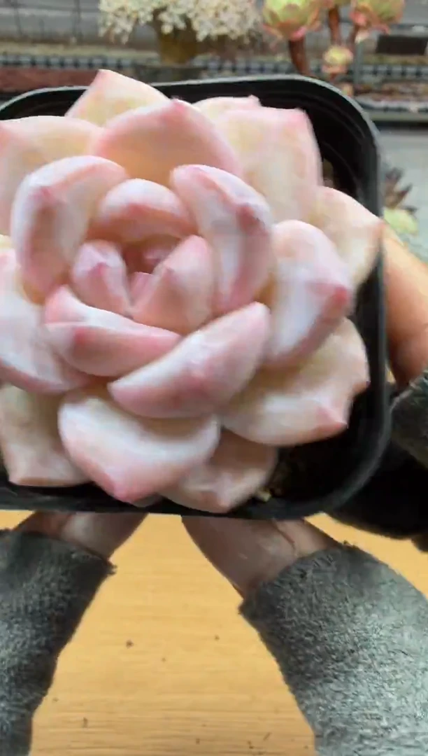 东云多肉园二店-19