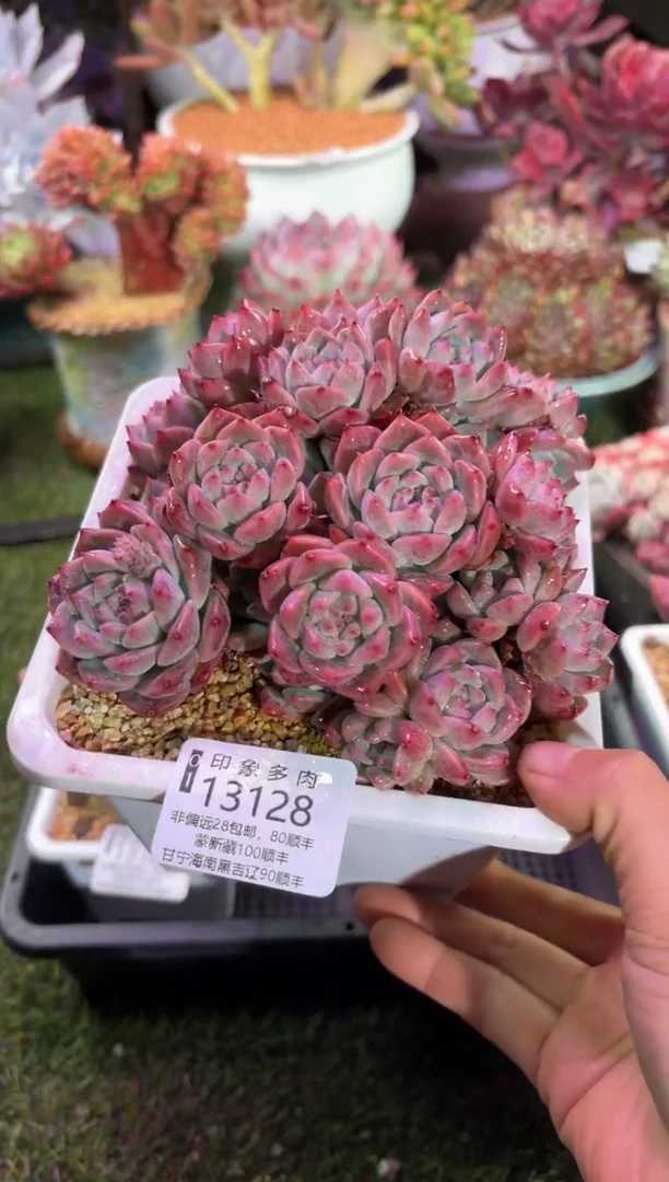 【闪购商品】13128