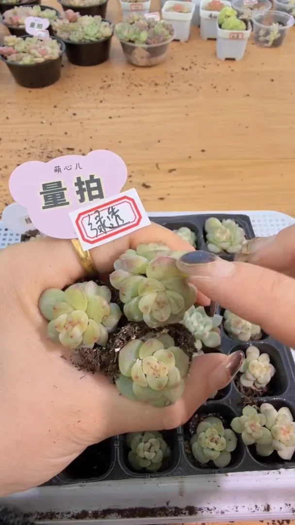 绿透单双混 3颗量拍混发 满9.9包邮