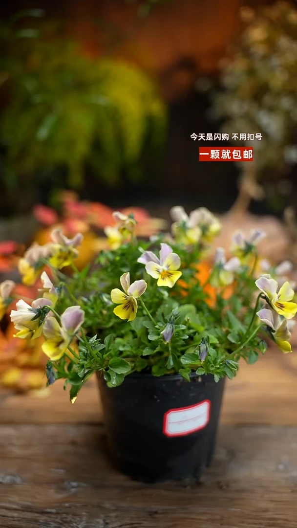 少量花朵（建议范围：2朵-5朵 或40%以下）012