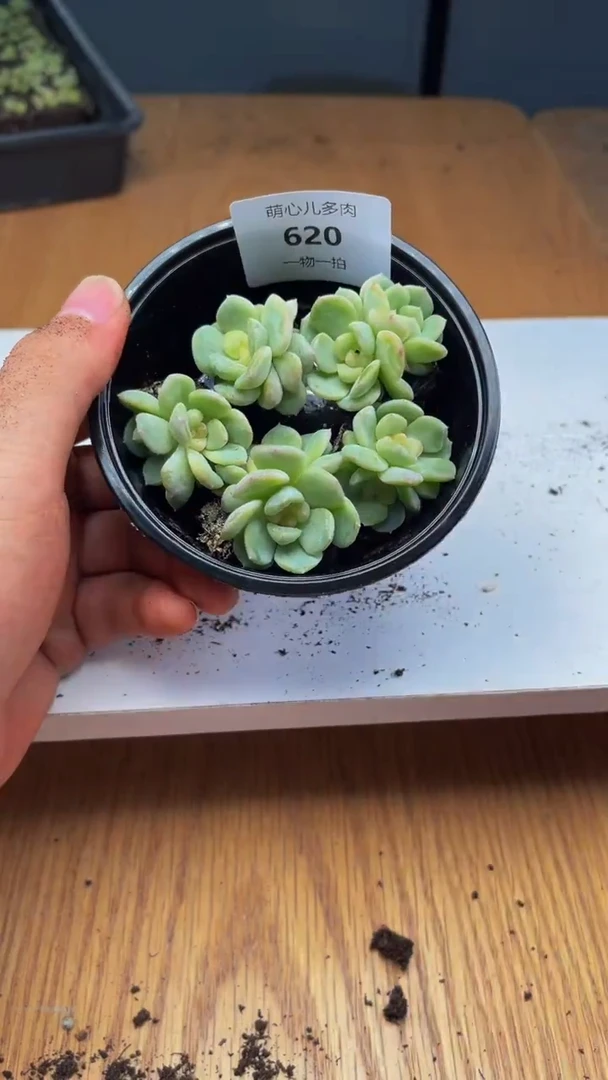 620T秃5颗全双头多肉植物多肉植物量