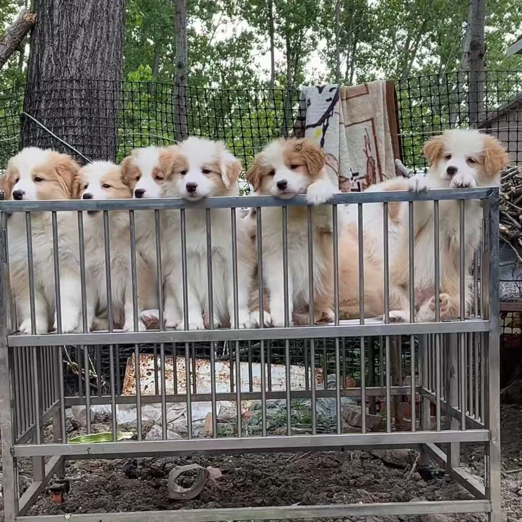 【边牧大队1】边境牧羊犬(一物一拍)家庭宠物狗狗幼犬