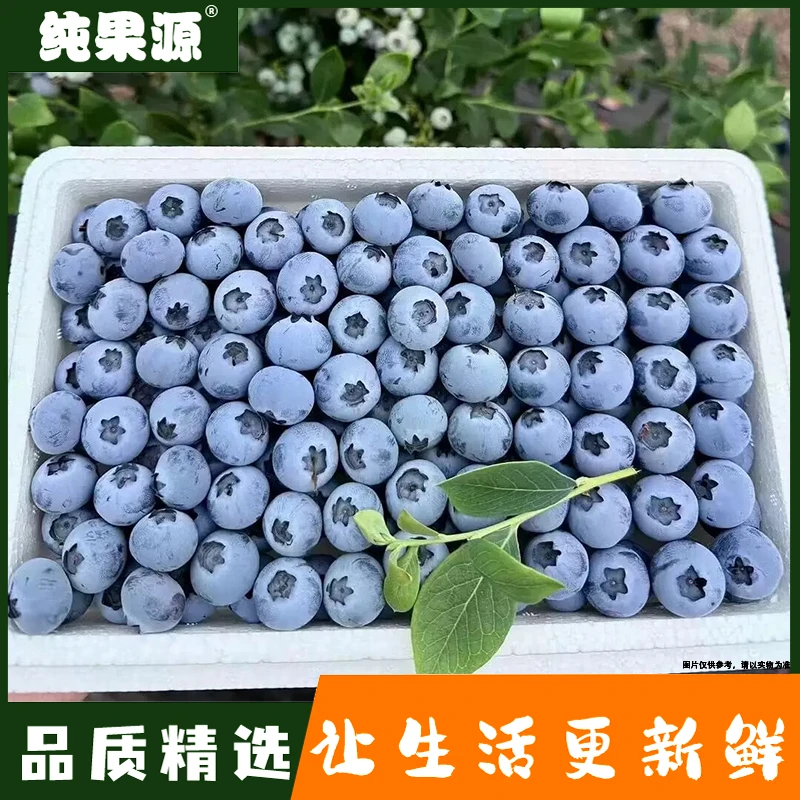 【纯果源小时达】（云南）蓝莓（散）（18mm）【一盒装/毛重约0.8斤】蓝莓同城送云南省