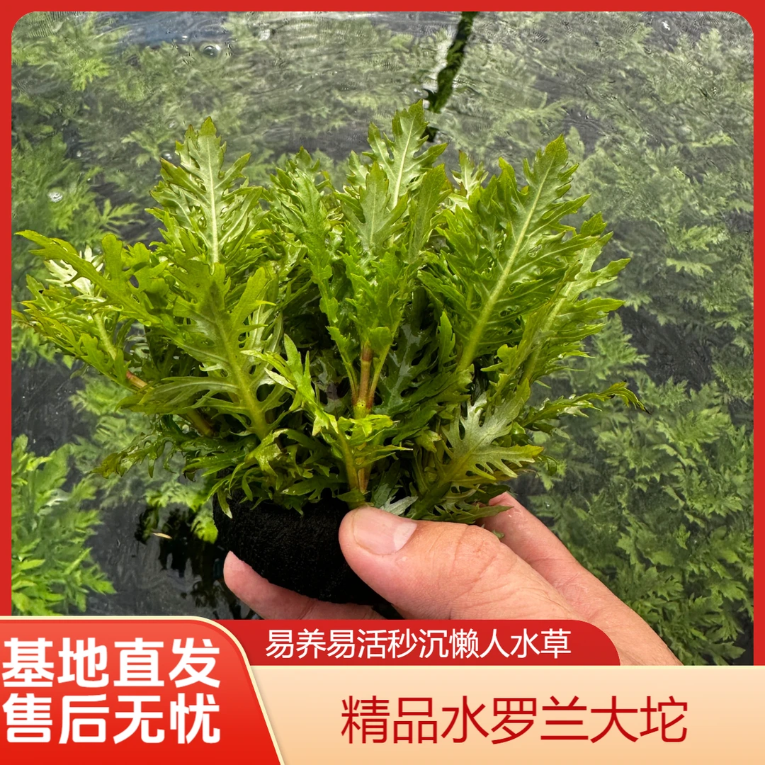 水罗兰坨秒沉鱼缸造景草绿植阴性后景淡水新人懒人易养易活易繁殖