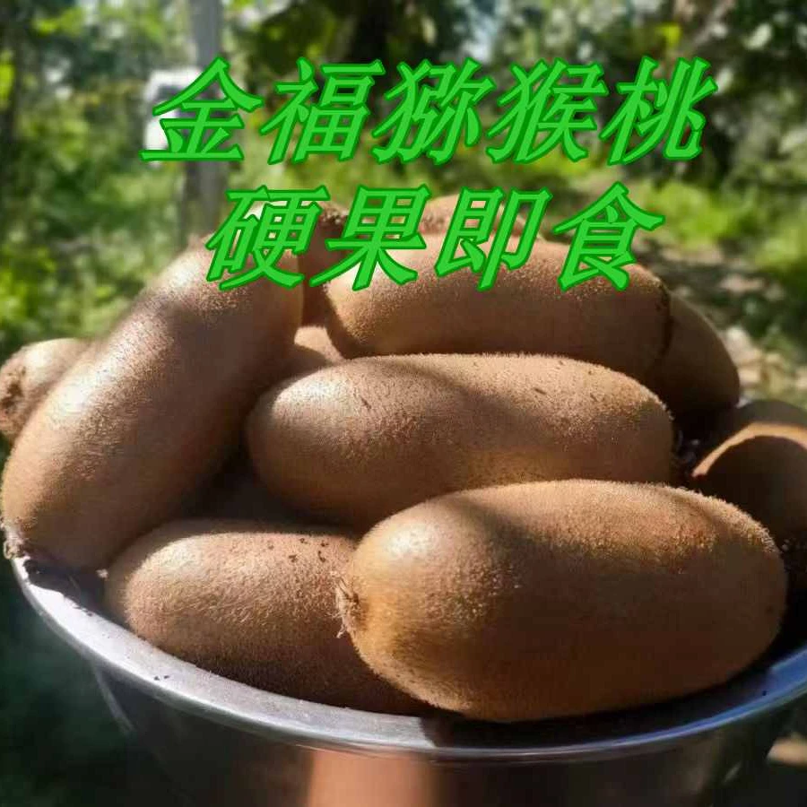 金福猕猴桃产地直发香甜可口硬果即食新鲜奇异果