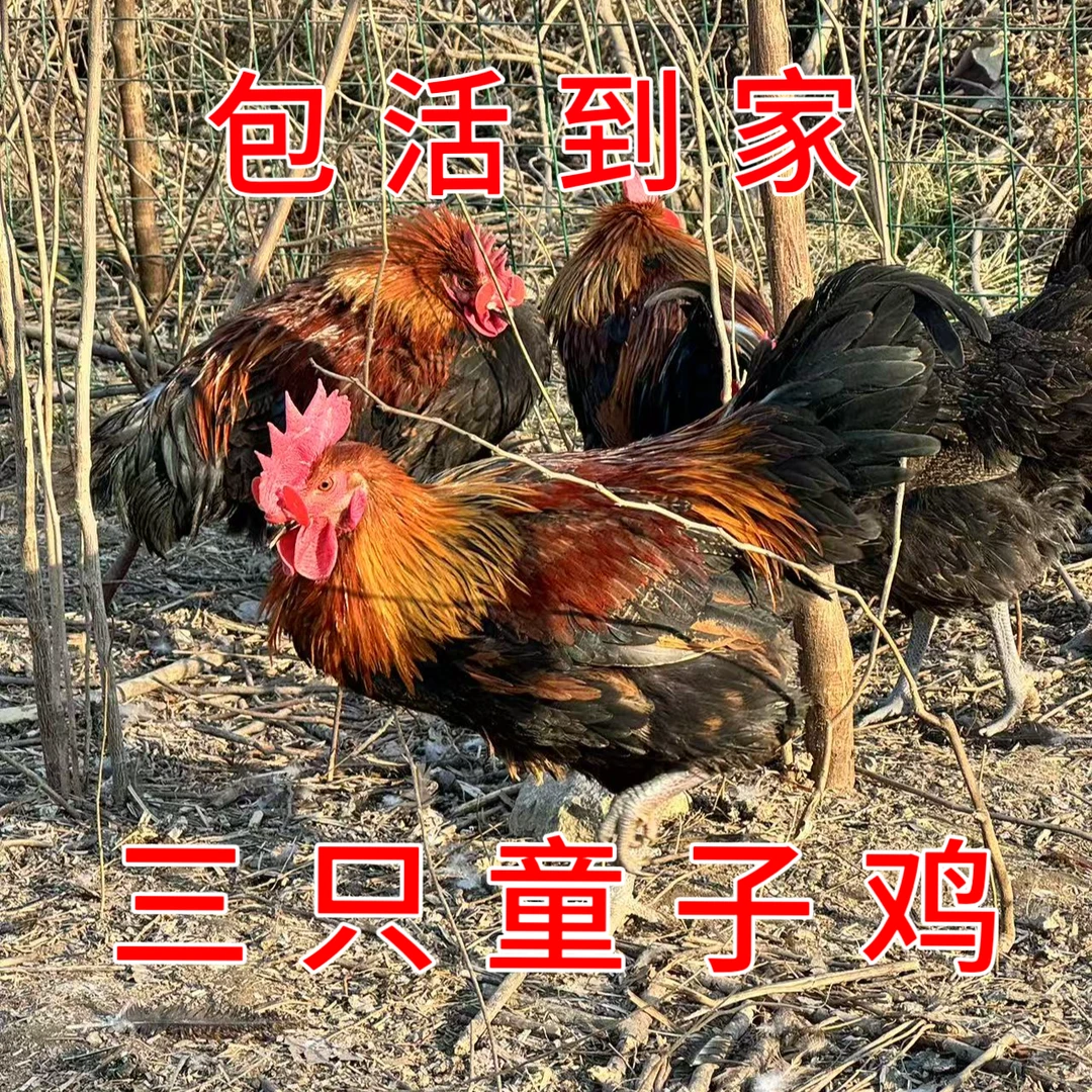 活鸡童子鸡3只小公鸡7斤以上大别山正宗散养土鸡山中走地鸡