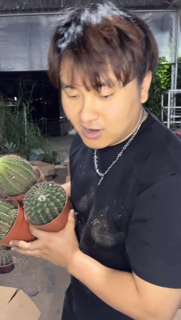 3颗 大号 席克氏彩草 7-10cm