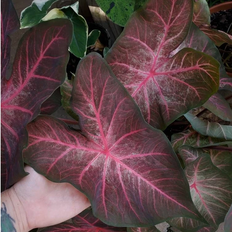 【虹越优选专属】花彩“红酒樱桃”彩叶芋盆栽阳台室内桌面绿植盆栽