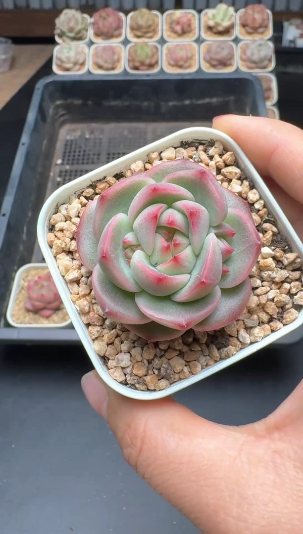 【闪购商品】478A号一物一拍多肉花卉植物拍3颗起发