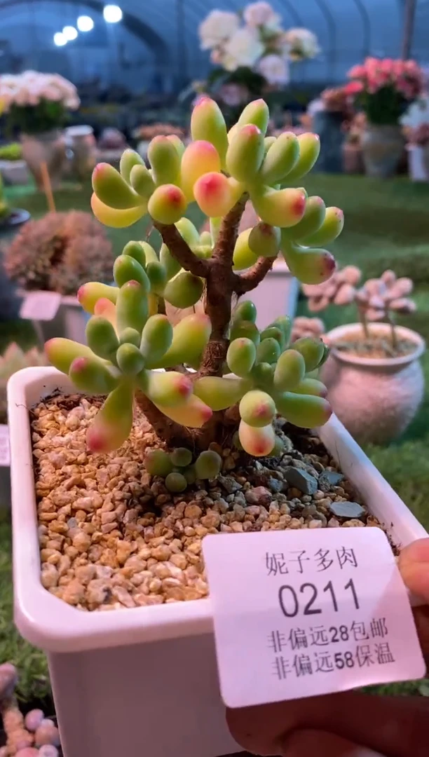 0211aa（满28包邮发货）