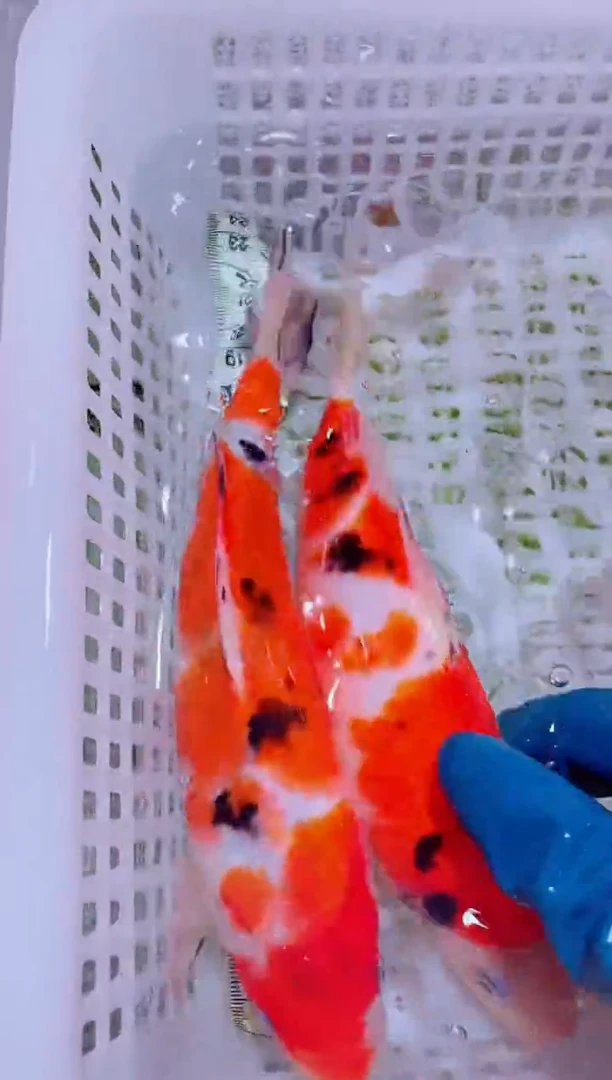 锦鲤血统锦鲤全场包邮16