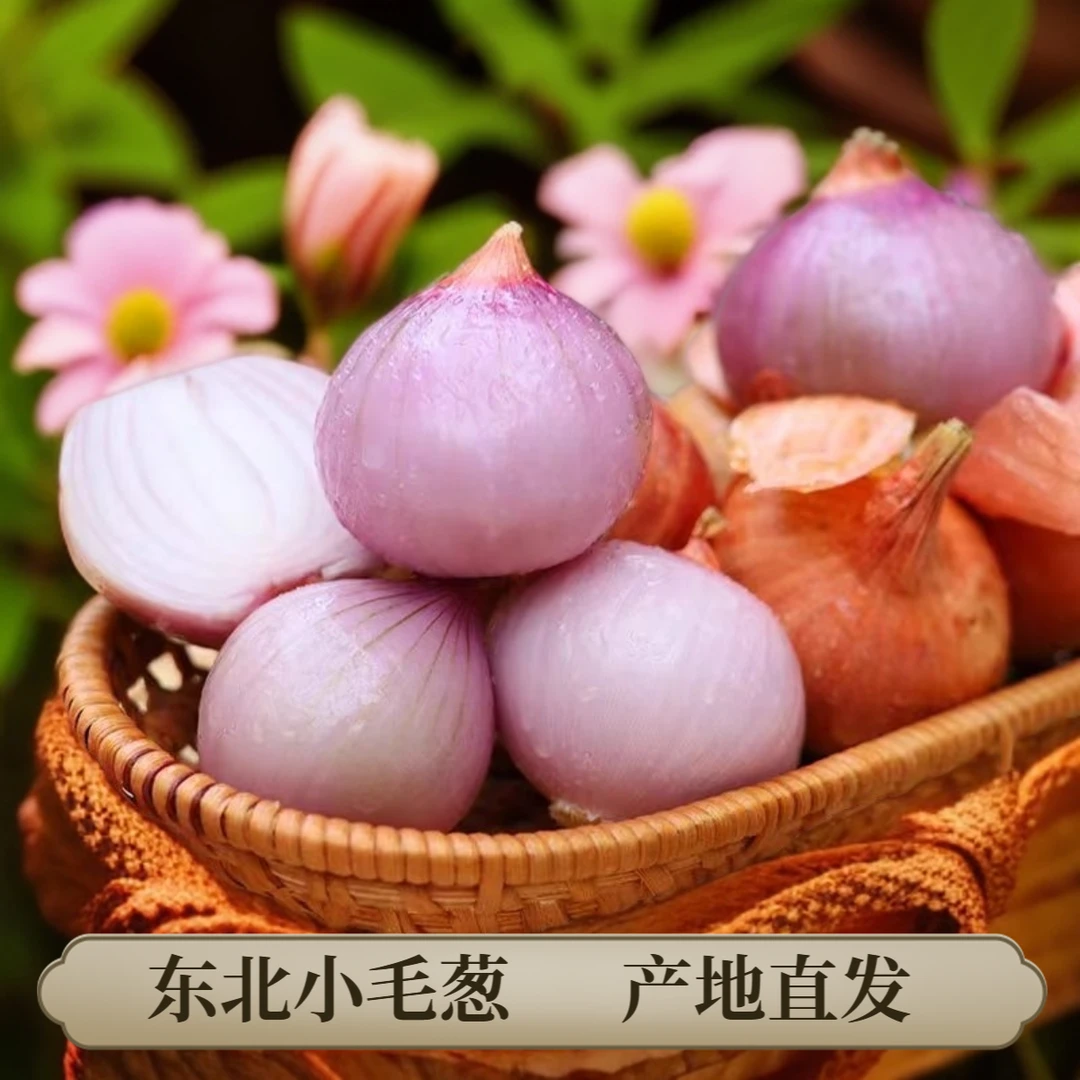 东北特产农家自种小毛葱紫葱头洋葱蔬菜独头毛葱蘸酱新鲜直采