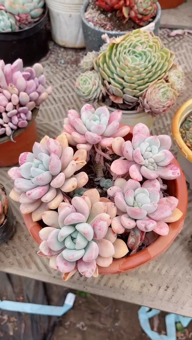 【闪购商品】04547