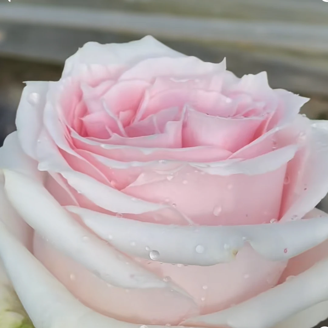 老磨盘【保罗花园】月季