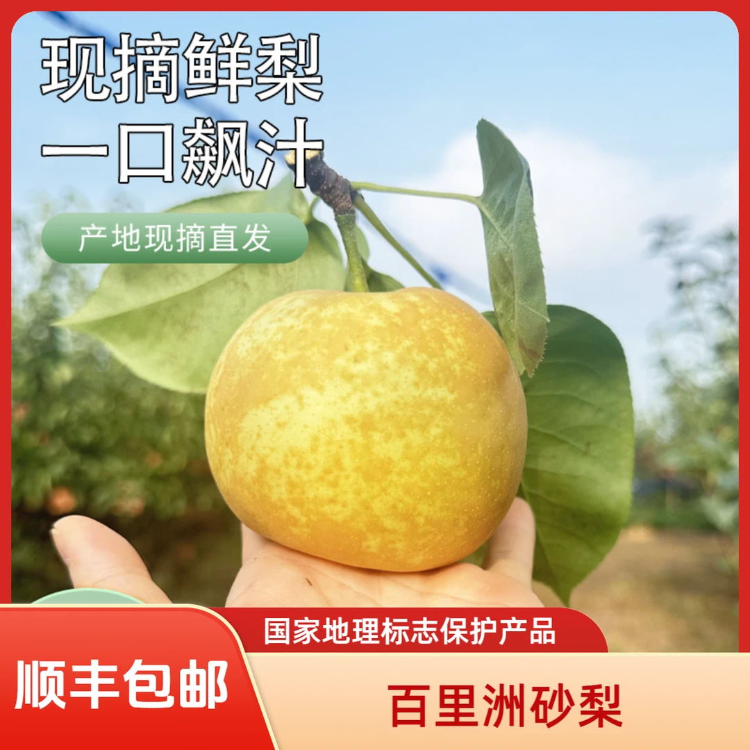 百里洲砂梨 国家地理标志保护产品 新鲜当季 翠冠 顺丰包邮
