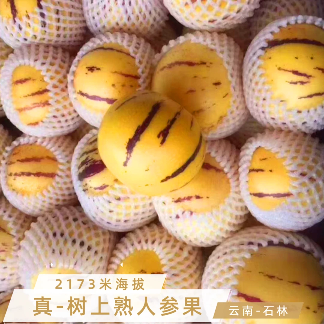 【9个+糖度】【泡沫箱发货】云南正宗石林人参果清甜多汁采摘现摘现发