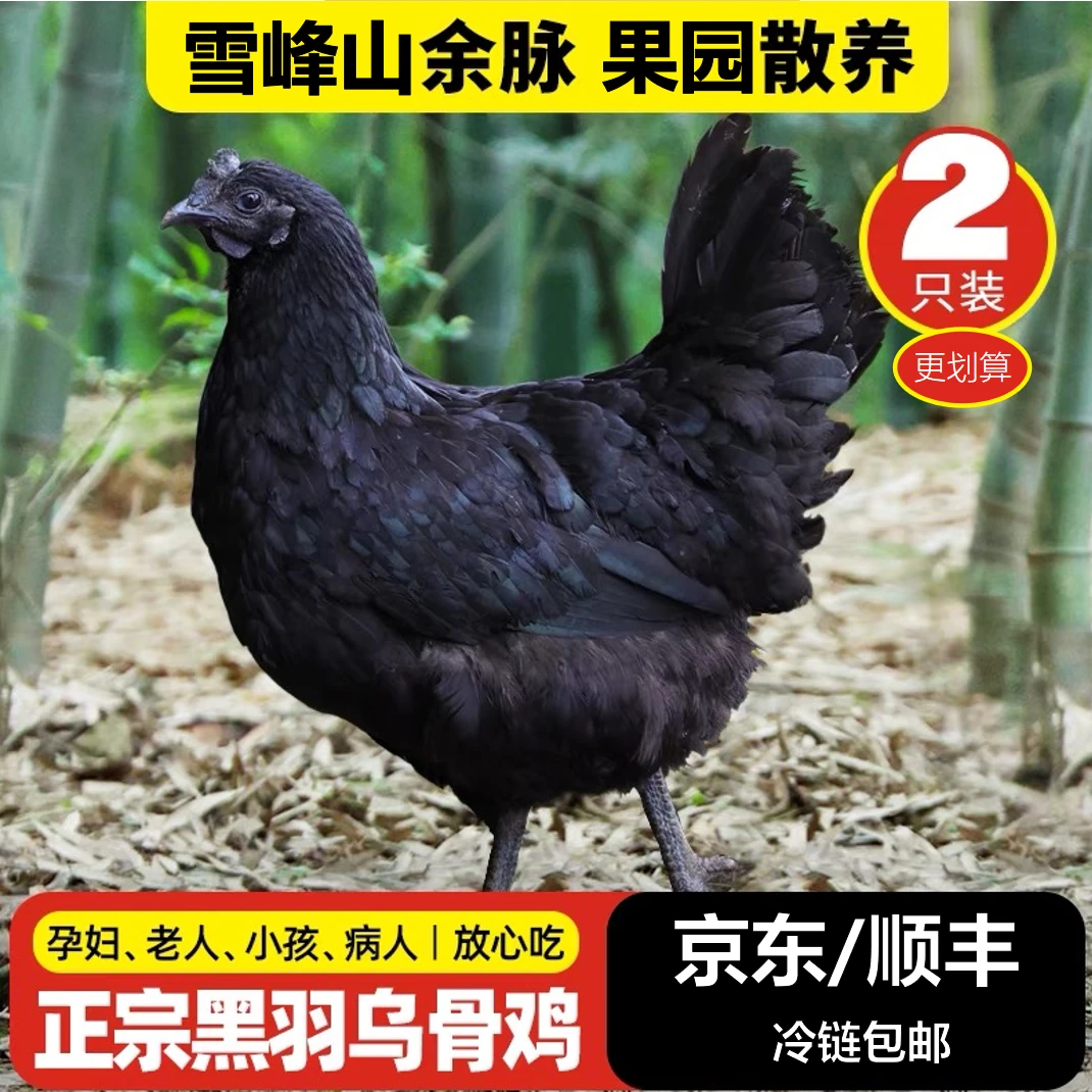 【老乌鸡】农村散养五黑鸡黑羽乌骨鸡黑凤鸡煲汤月子现宰现发