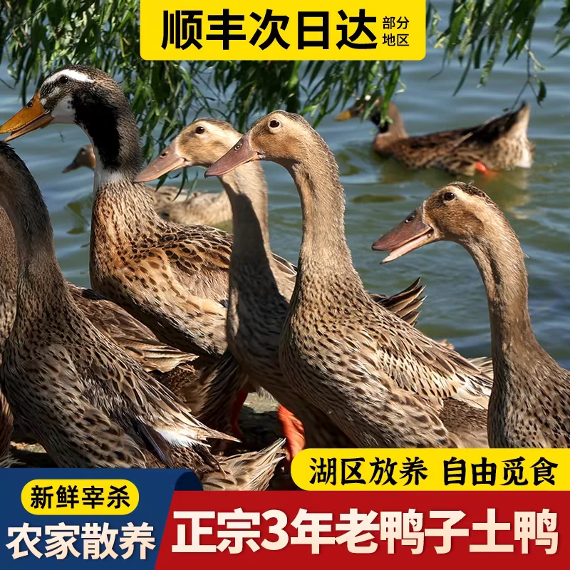 三年半自然生长五谷喂养新鲜宰杀老鸭