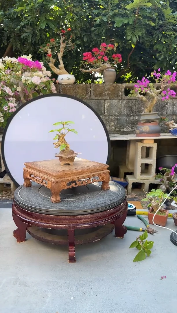 老*人三角梅同安红