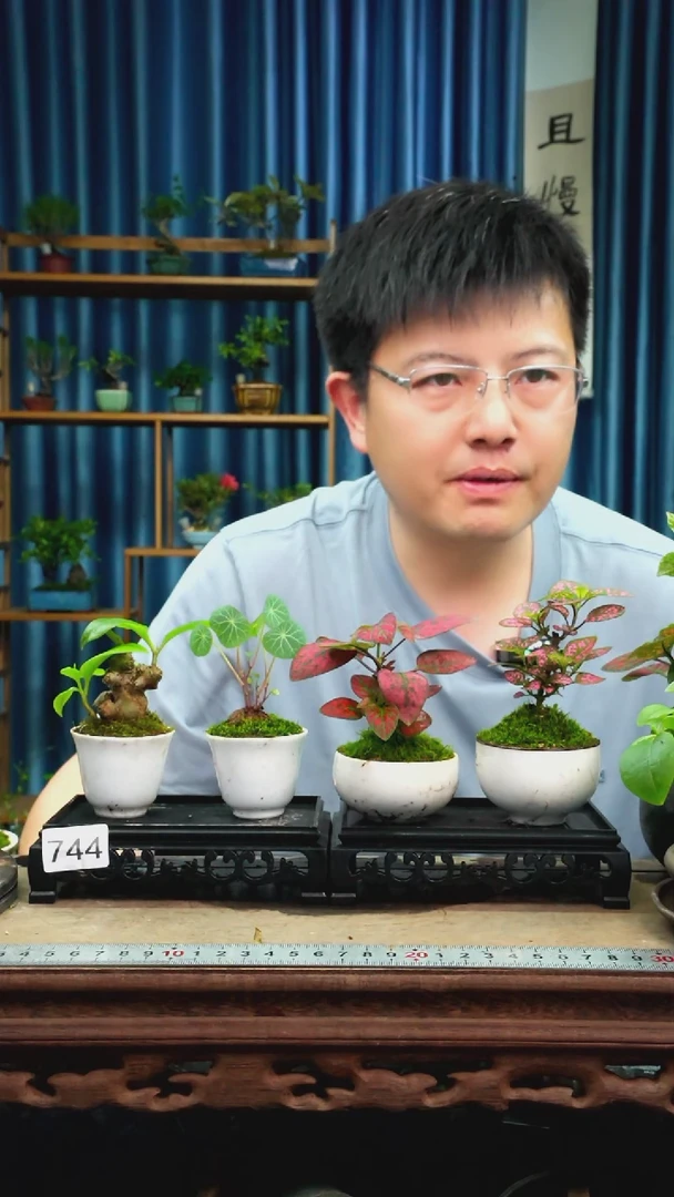 无花朵苔藓微景观744号