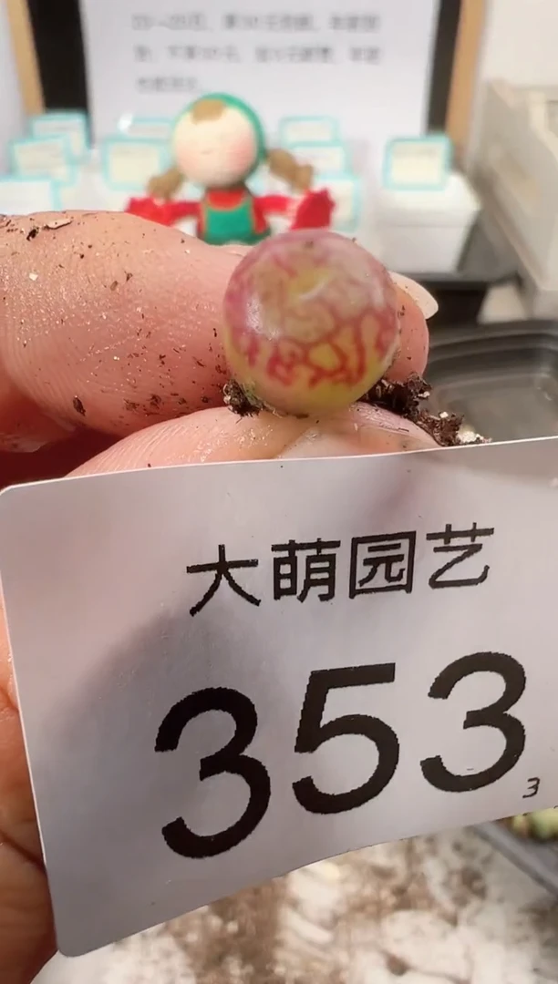 【闪购商品】++++353