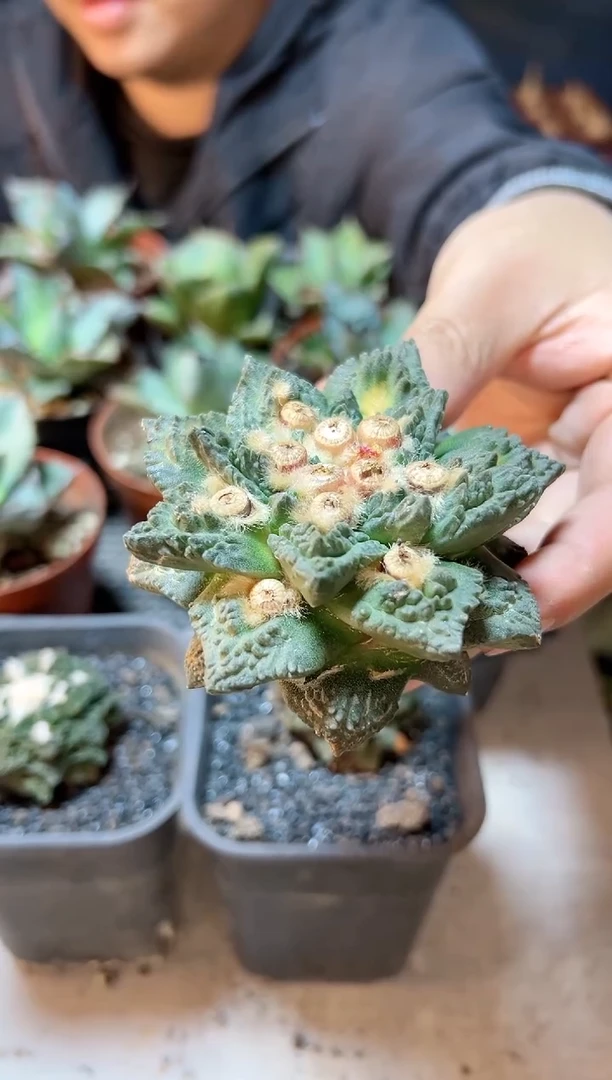 【闪购商品】14号苗接无根龙角龟8公分