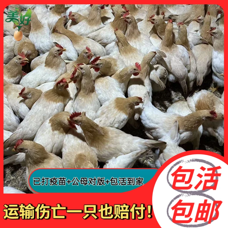 2只装古典鸡(单只2.2斤发货)庭院散养杏花鸡活体高产蛋健康宠物鸡