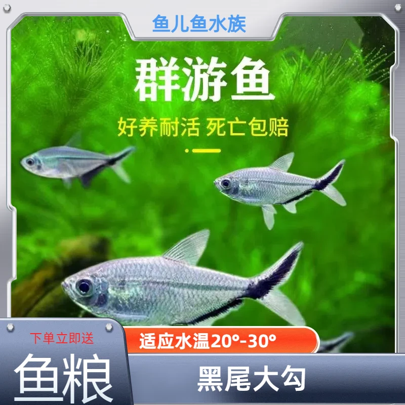 （顺丰包邮）黑尾大勾群游鱼草缸热带淡水鱼草缸溪流缸新手观赏鱼