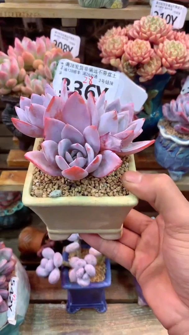 336Y（一物一拍实付满28发货，默认不带盆土）