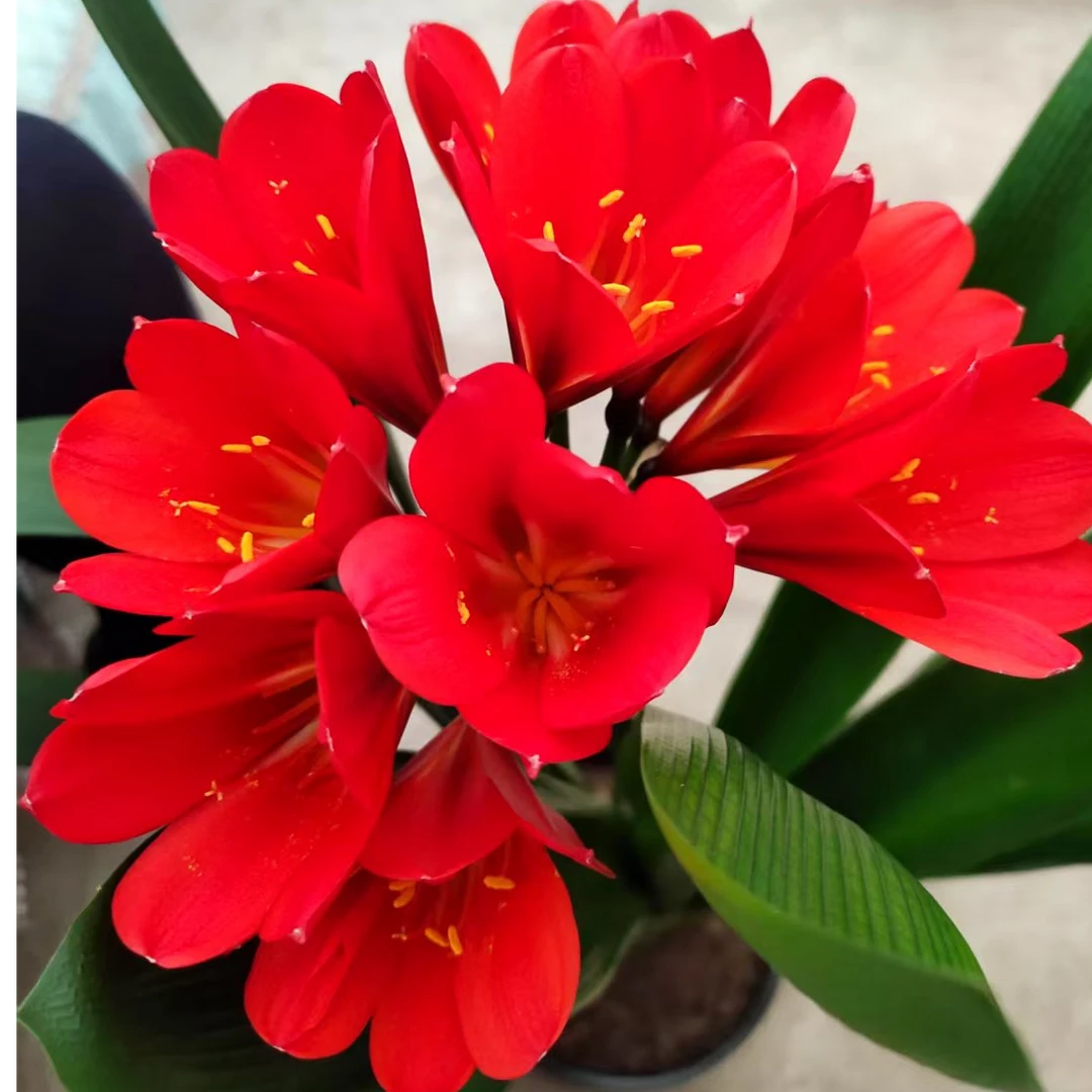 君子兰盆栽  君子兰玫瑰红红花小苗原盆原地基地直发