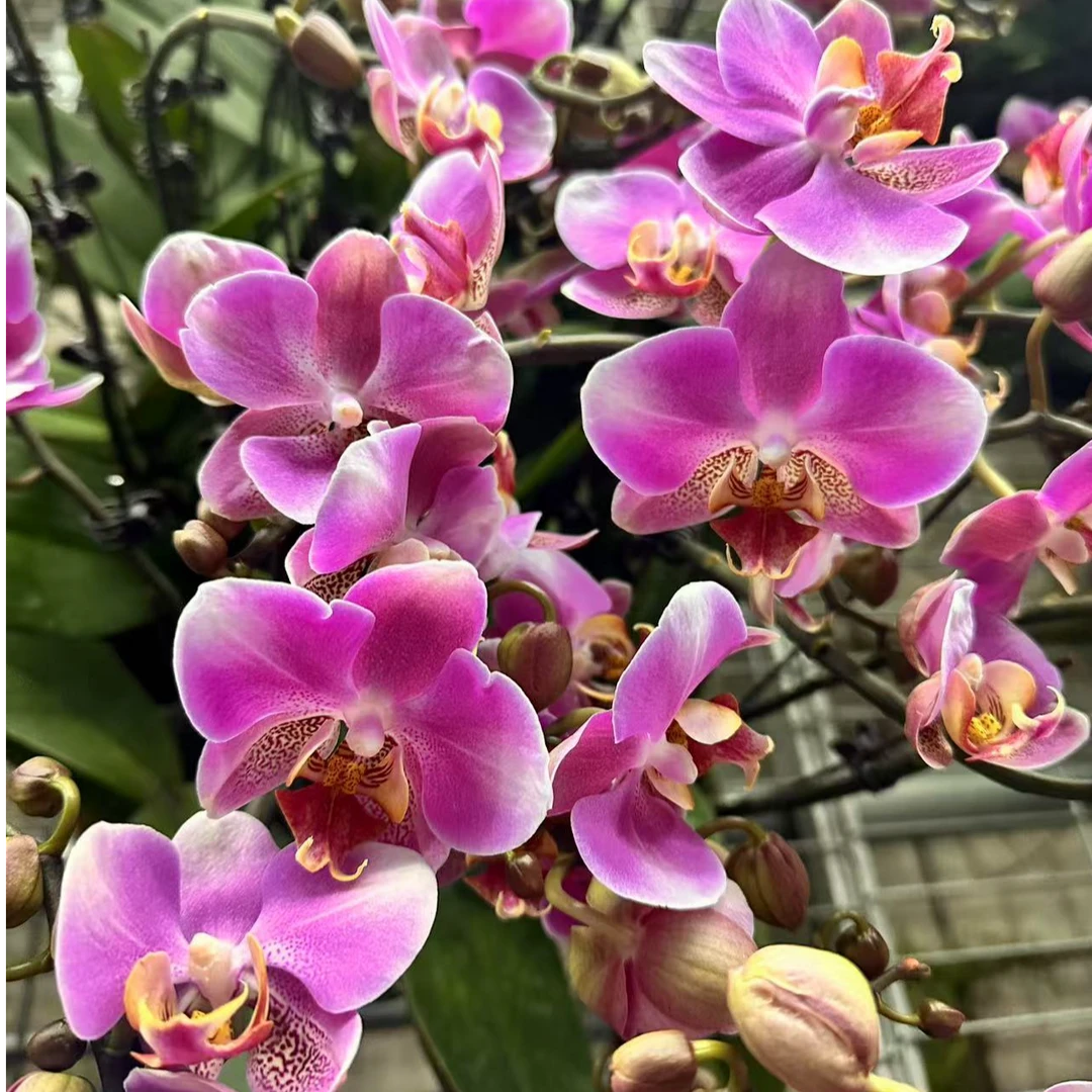 【花之漫】（红韵）2.8寸杯双剑蝴蝶兰花卉室内阳台桌面盆栽