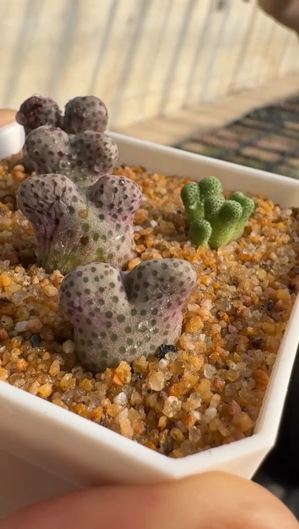 【闪购商品】17-14米奇斑马一颗