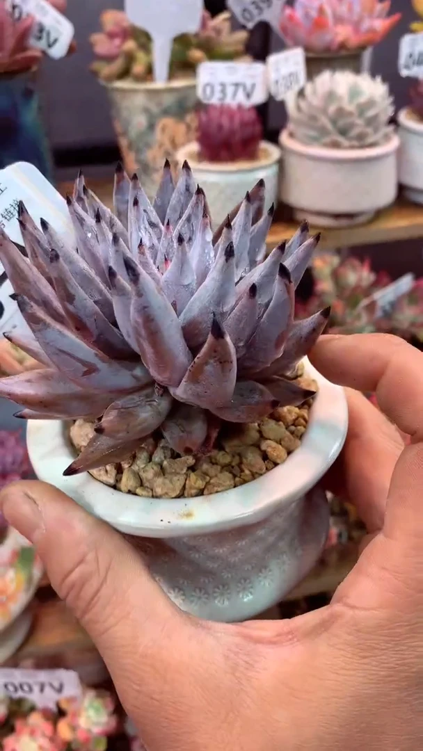 035V（一物一拍，精品多肉，w所见即所得 ）