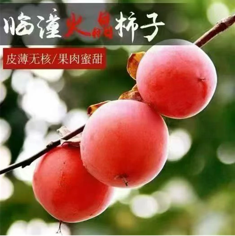 【超哥艳妹专属】陕西临潼火晶小蜜柿软甜无核新鲜应季水果