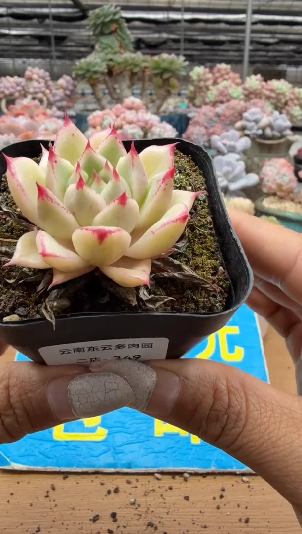 东云多肉园二店-349