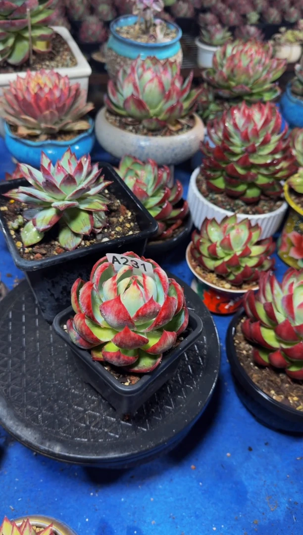 A231惊鸿仙子（裸根发货）